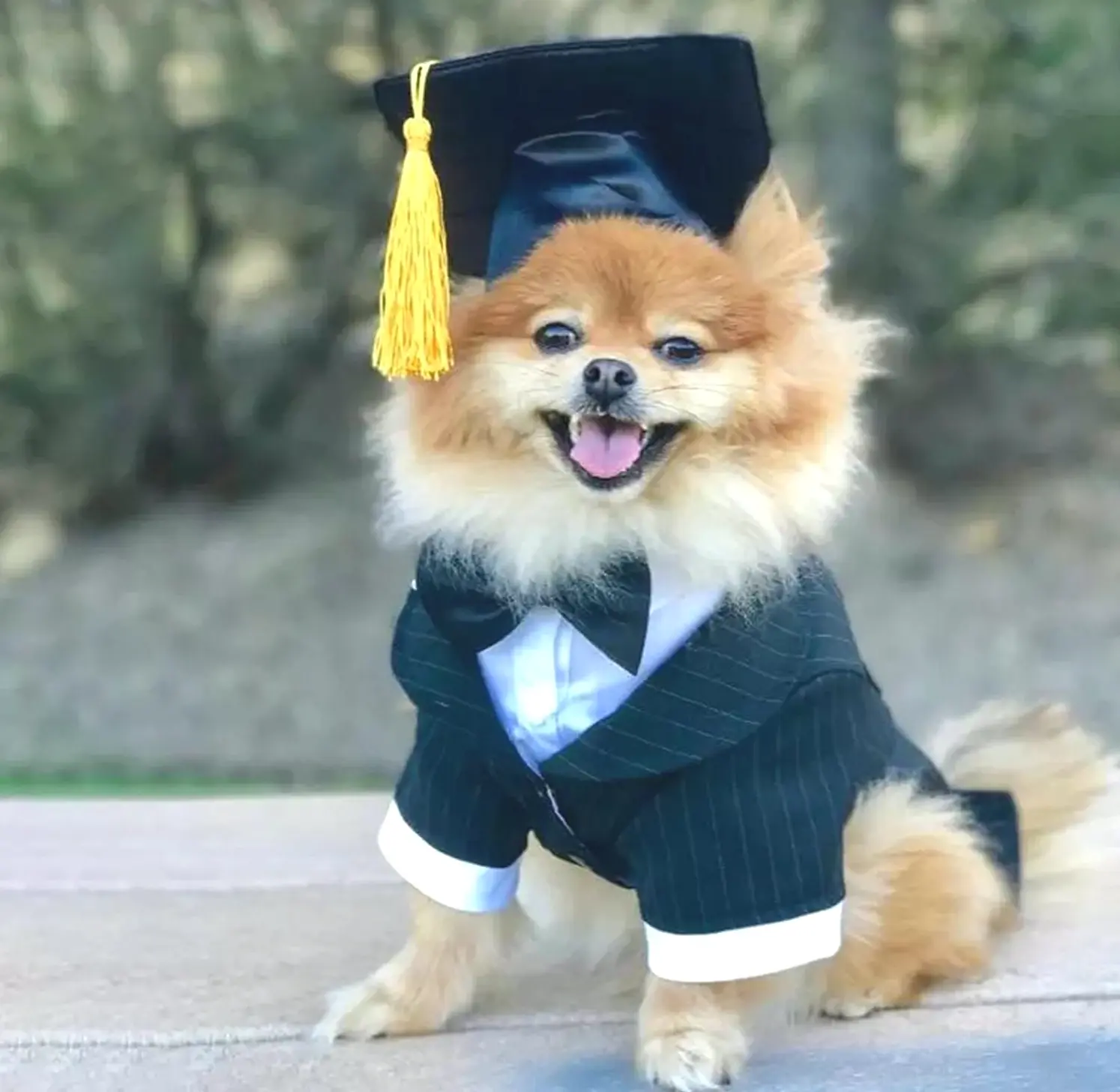 Animal Graduation Caps with Yellow Tassel