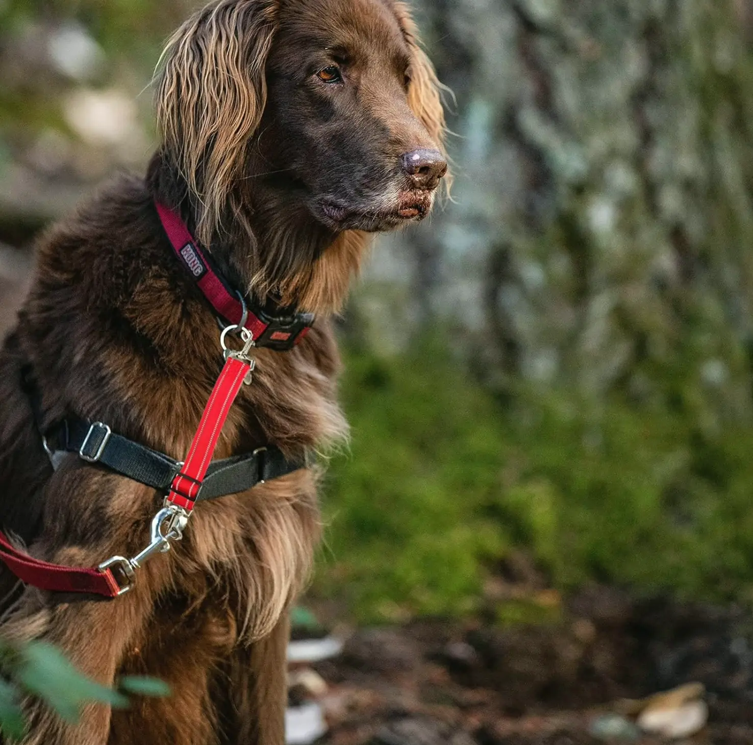 4-Pack Pet Safety Harness Clips, Modifiable Fabric