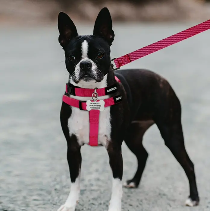 Tug-Free Dog Harness Set for Small to Large Dogs