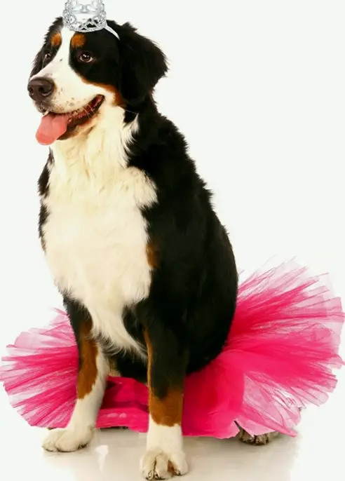 2 Pcs Dog Crown and Tutu Dress Set for Parties and Photos