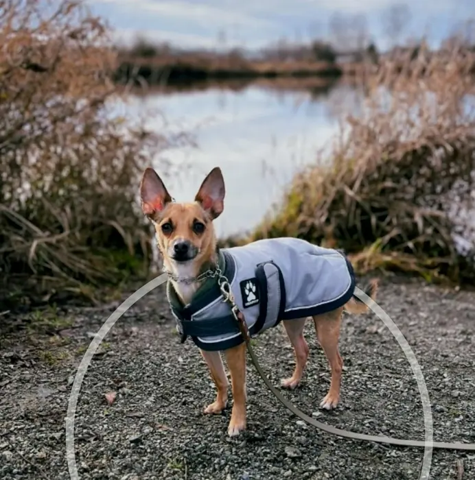 Steel Dog Prong Collar for Big Dogs | No-Pull