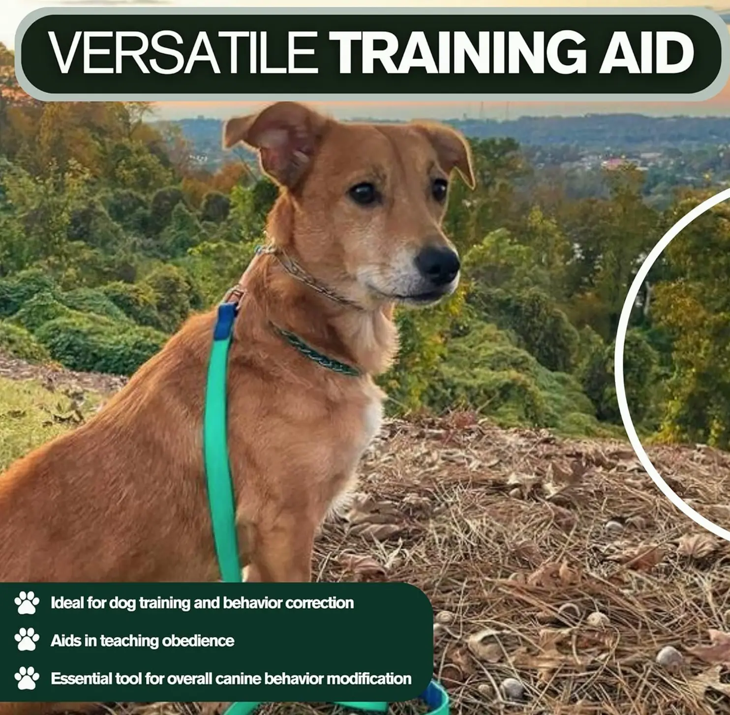 Steel Dog Prong Collar for Big Dogs | No-Pull