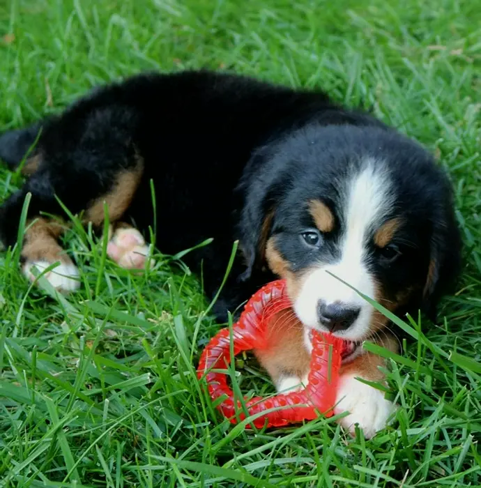 Genuine Snuggle Dog Starter Kit with Soothing Relief
