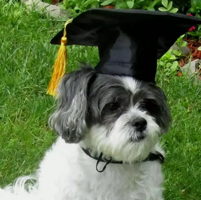Animal Graduation Caps with Yellow Tassel