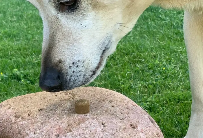 Vital Pet Eze Soothing Soft Bites for Your Dogs