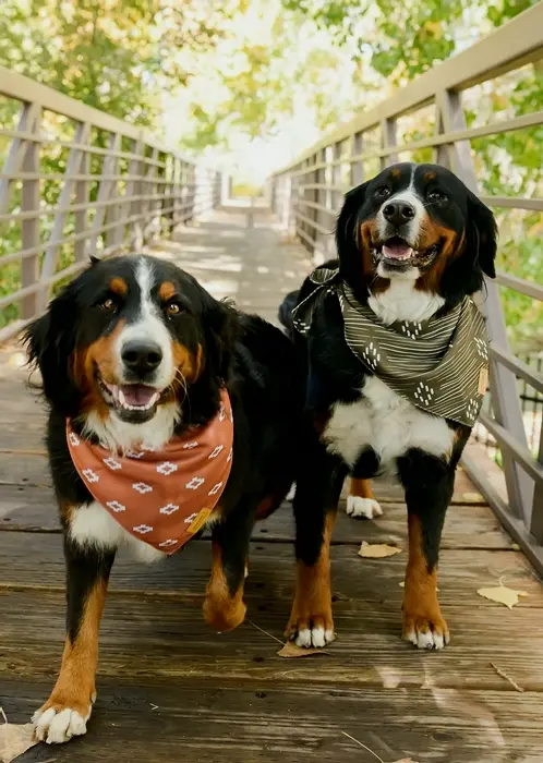 Willow Creek Pet Bandana for Dogs  All Sizes