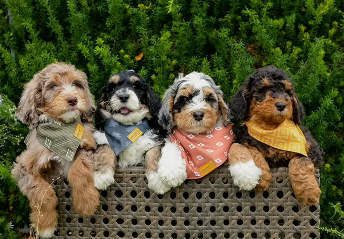 Willow Creek Pet Bandana for Dogs  All Sizes