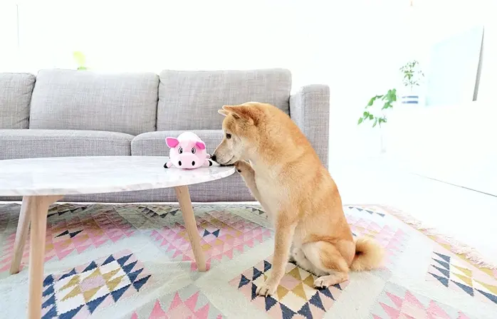Outward Hound Soft Pig Dog Toy, Small