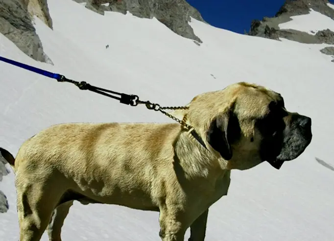 Bungee Dog Leash Extension with Shock Resistance