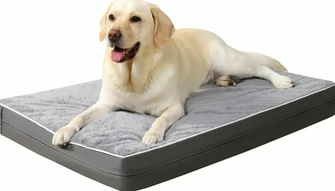 Orthopedic Dog Bed made for Large Dogs - Foam & Machine-washable Cover, 36" x 27", Supports up to 65 lbs