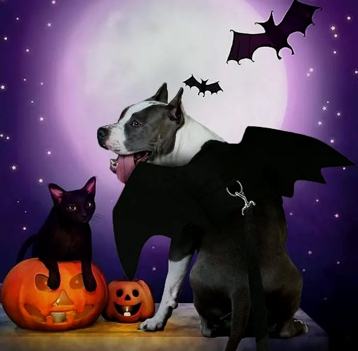 Halloween Puppy Bat Outfit with Leads