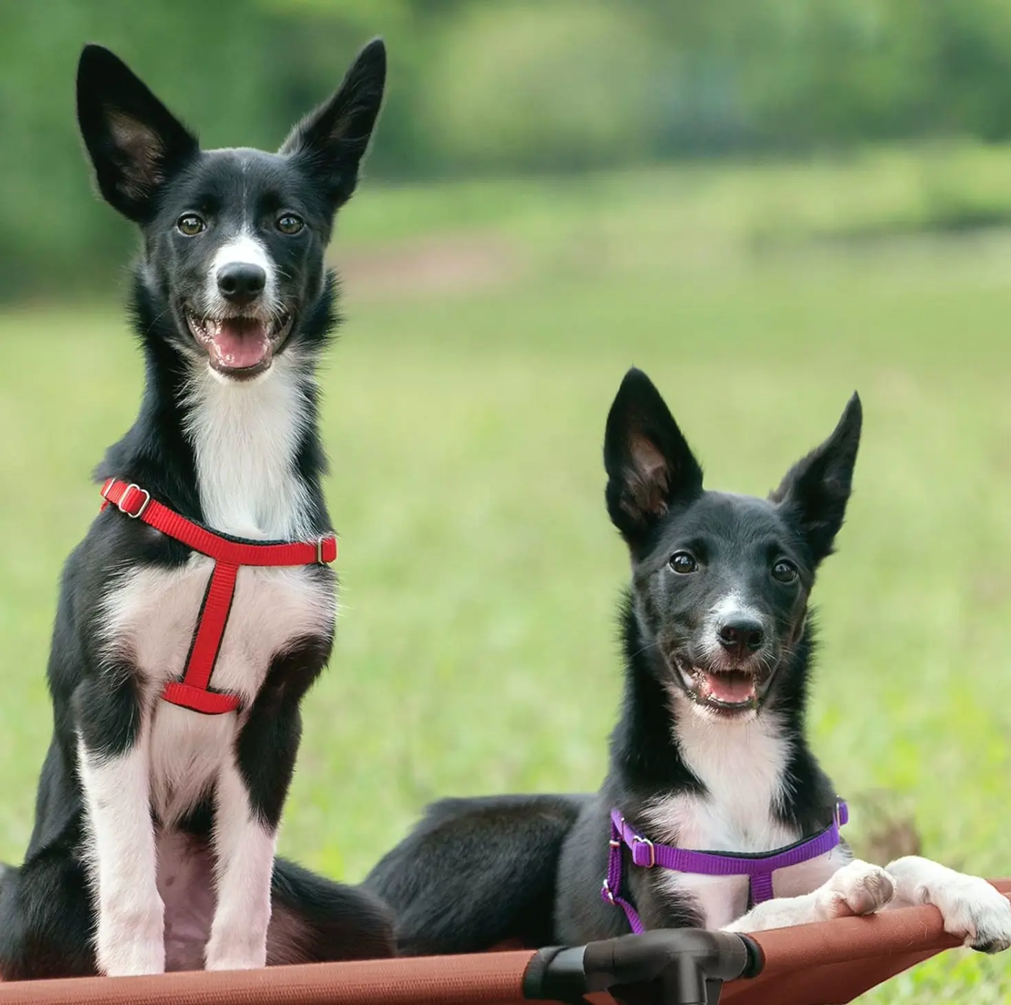 Refreshing Lifted Pet Bed, Moveable & Cleanable Fabric