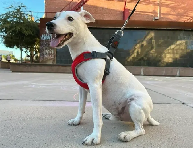 Non-Escape Comfort Foam Dog Harness - Big Red