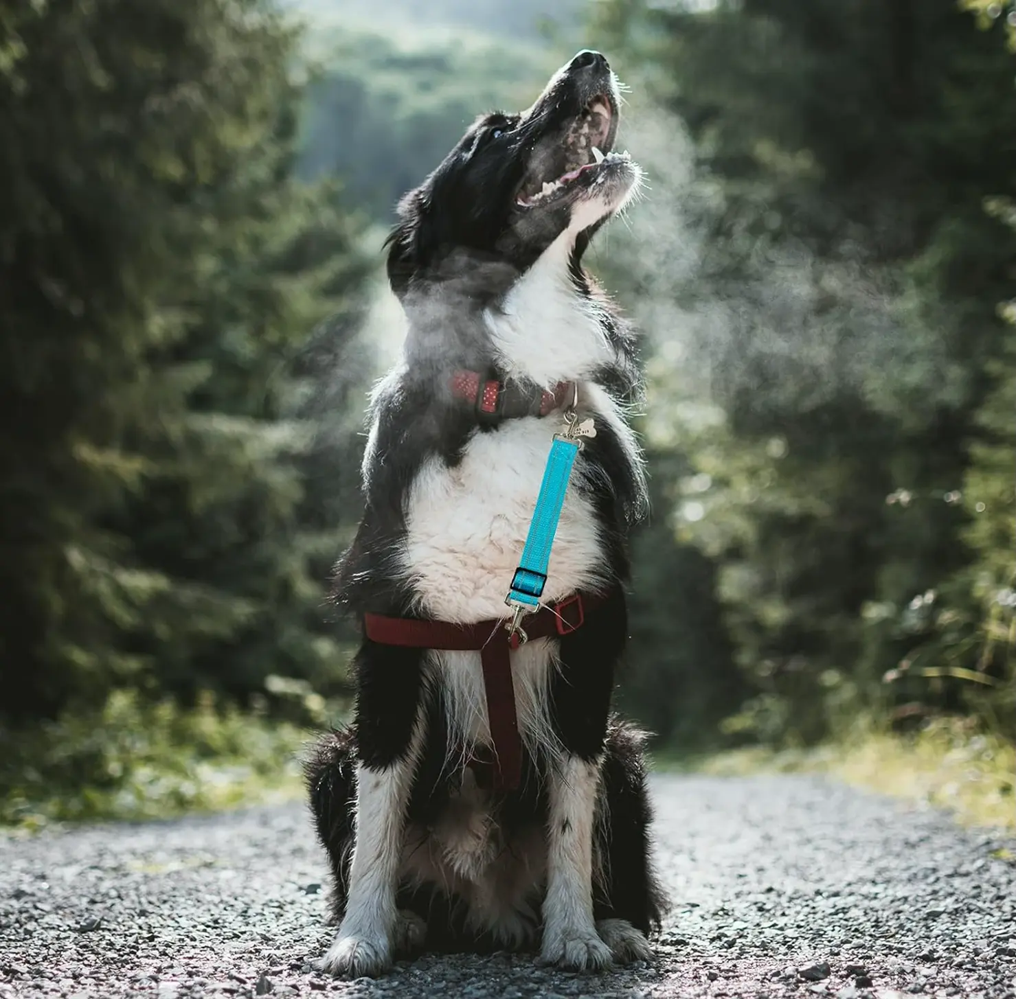 4-Pack Pet Safety Harness Clips, Modifiable Fabric