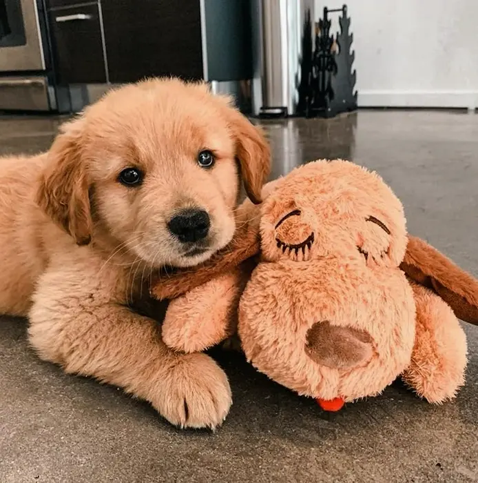 Genuine Snuggle Dog Starter Kit with Soothing Relief