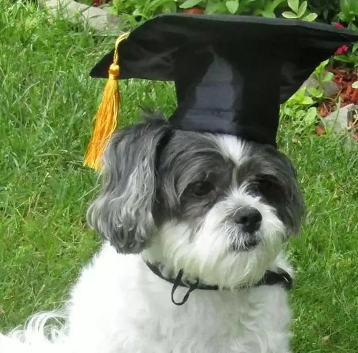 Pet Graduation Hat with Yellow Fringe