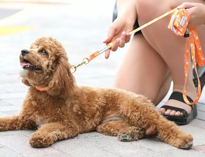 Matching Dog Collar and Leash Set with Storage (S)