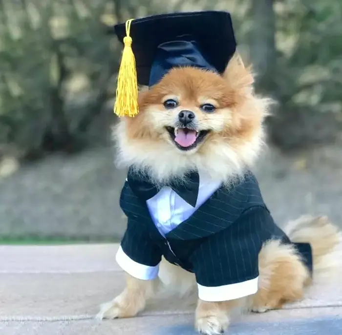 Pet Graduation Hat with Yellow Fringe