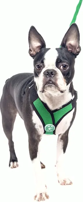 Goby - X Harness for Dogs, Small Dog Choke-Free Step-in Strap, Big