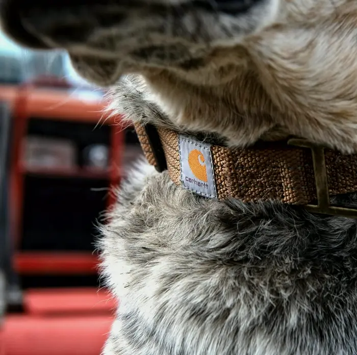 Carhartt Dog Necklace Brown Size